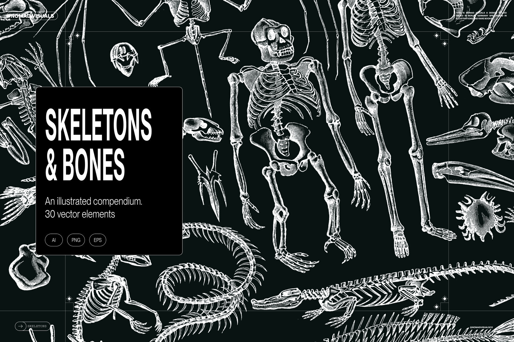Skeletons   Bones 1