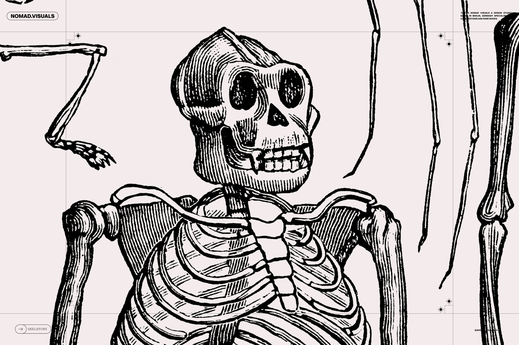 Skeletons   Bones 10