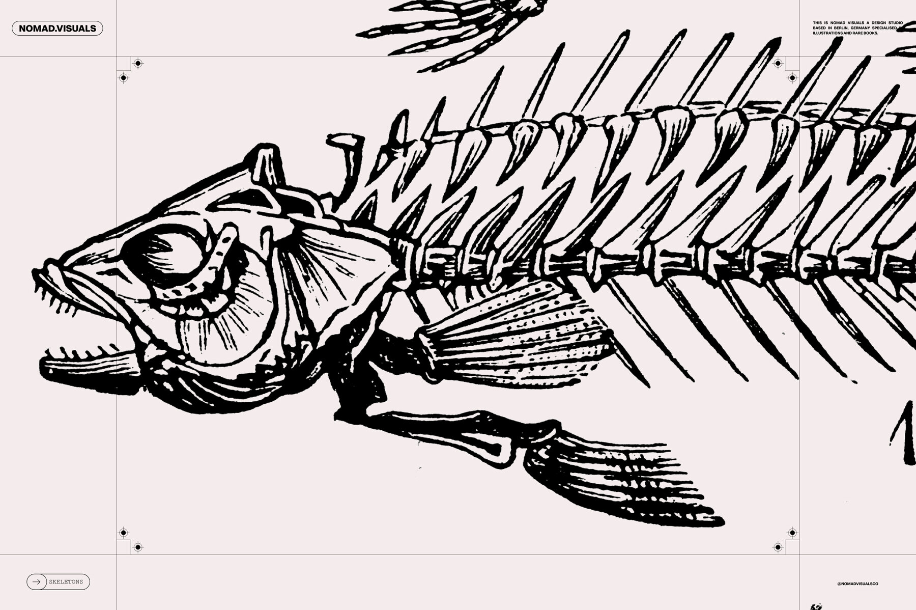 Skeletons   Bones 14