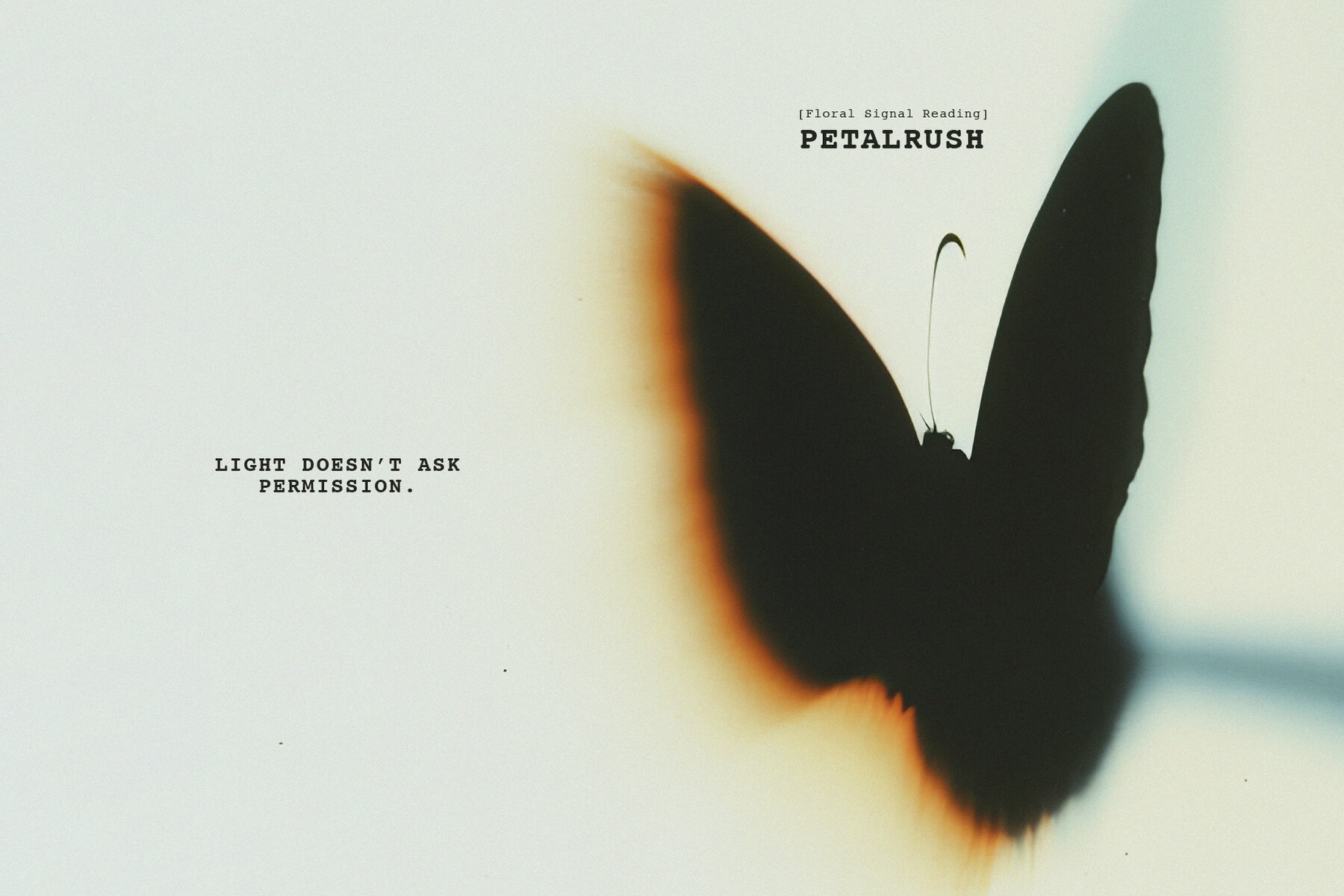 Petalrush Floral Backgrounds 8