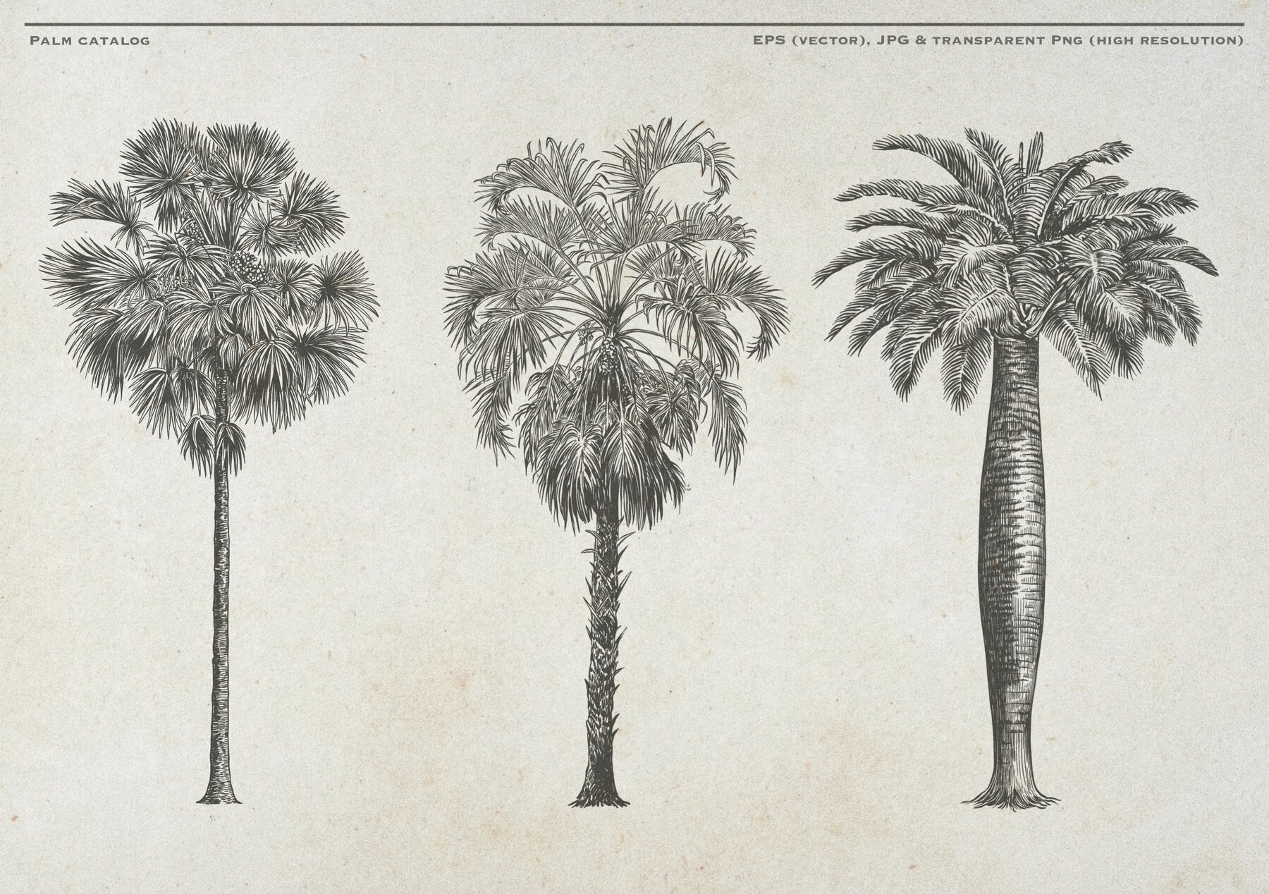 Hand Drawn Palm Tree Vectors 5