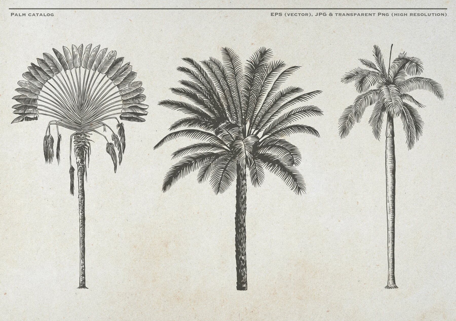 Hand Drawn Palm Tree Vectors 6