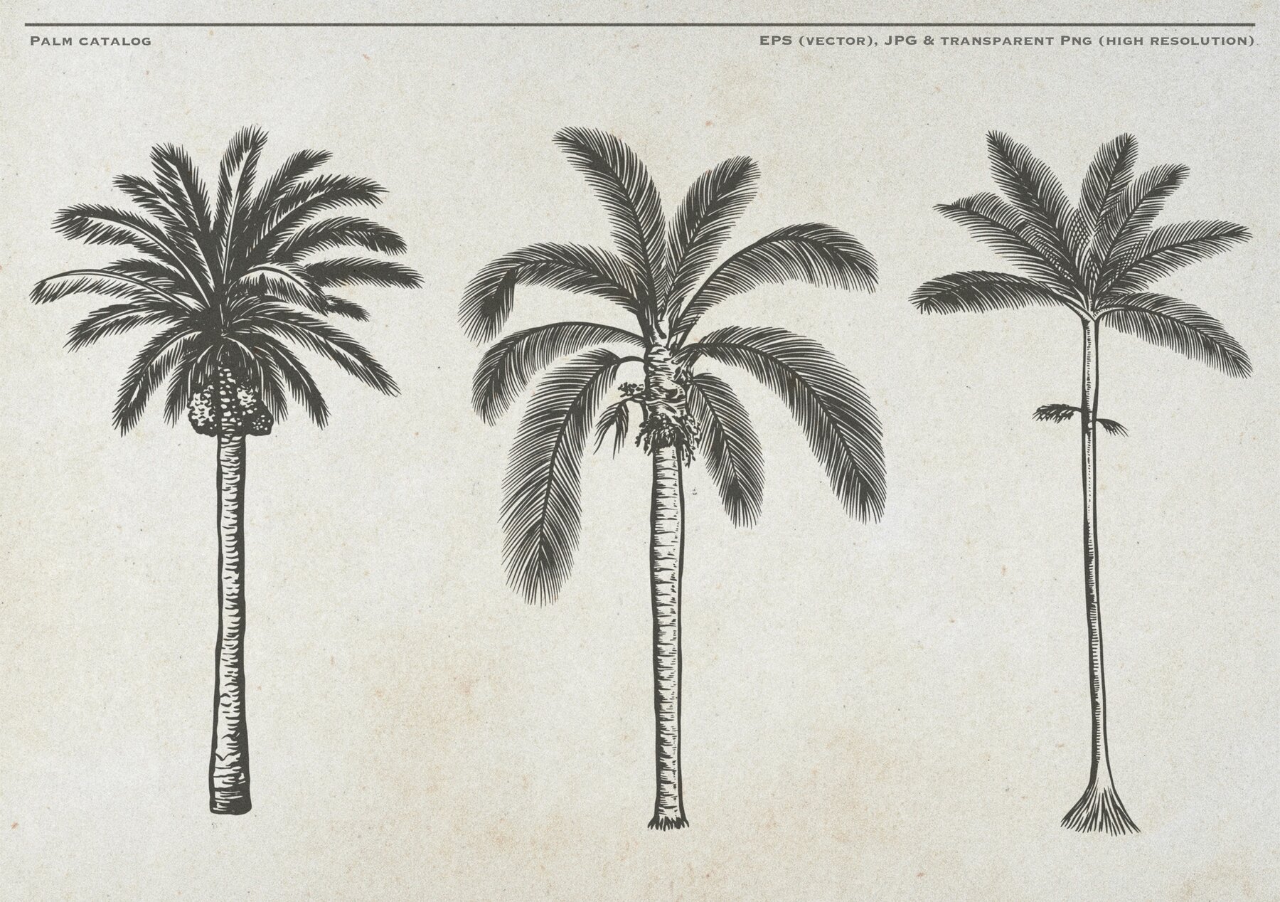 Hand Drawn Palm Tree Vectors 7