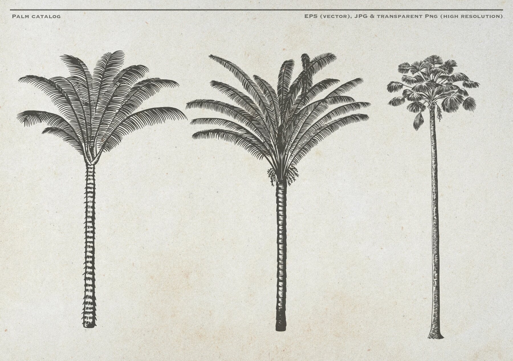 Hand Drawn Palm Tree Vectors 8