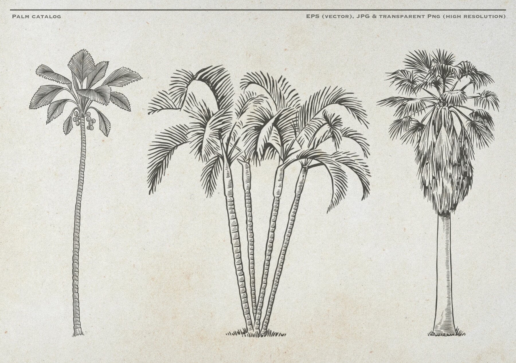 Hand Drawn Palm Tree Vectors 9