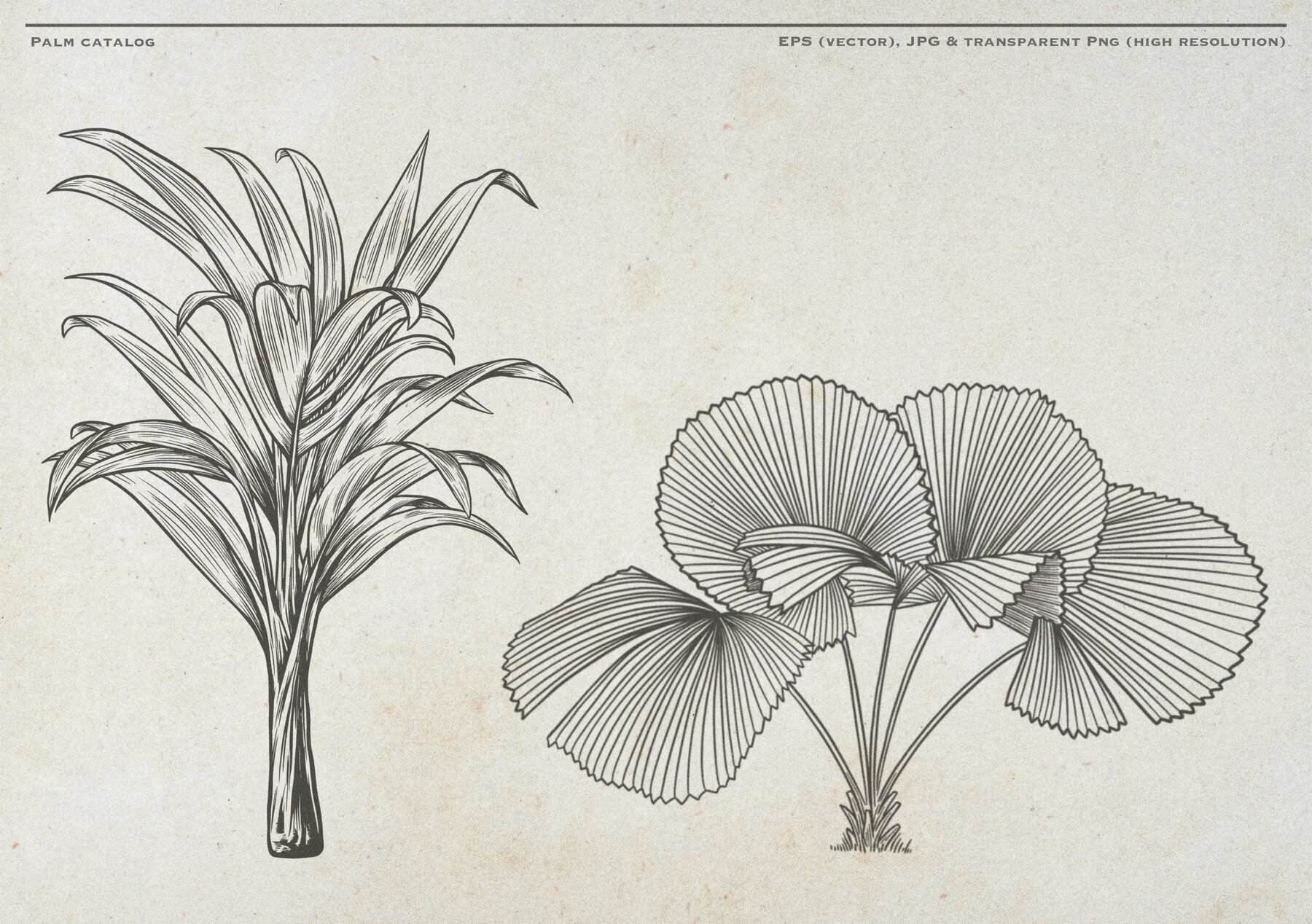 Hand Drawn Palm Tree Vectors 10