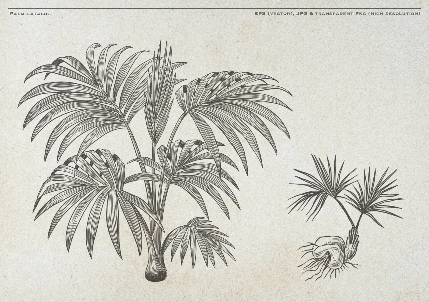 Hand Drawn Palm Tree Vectors 11