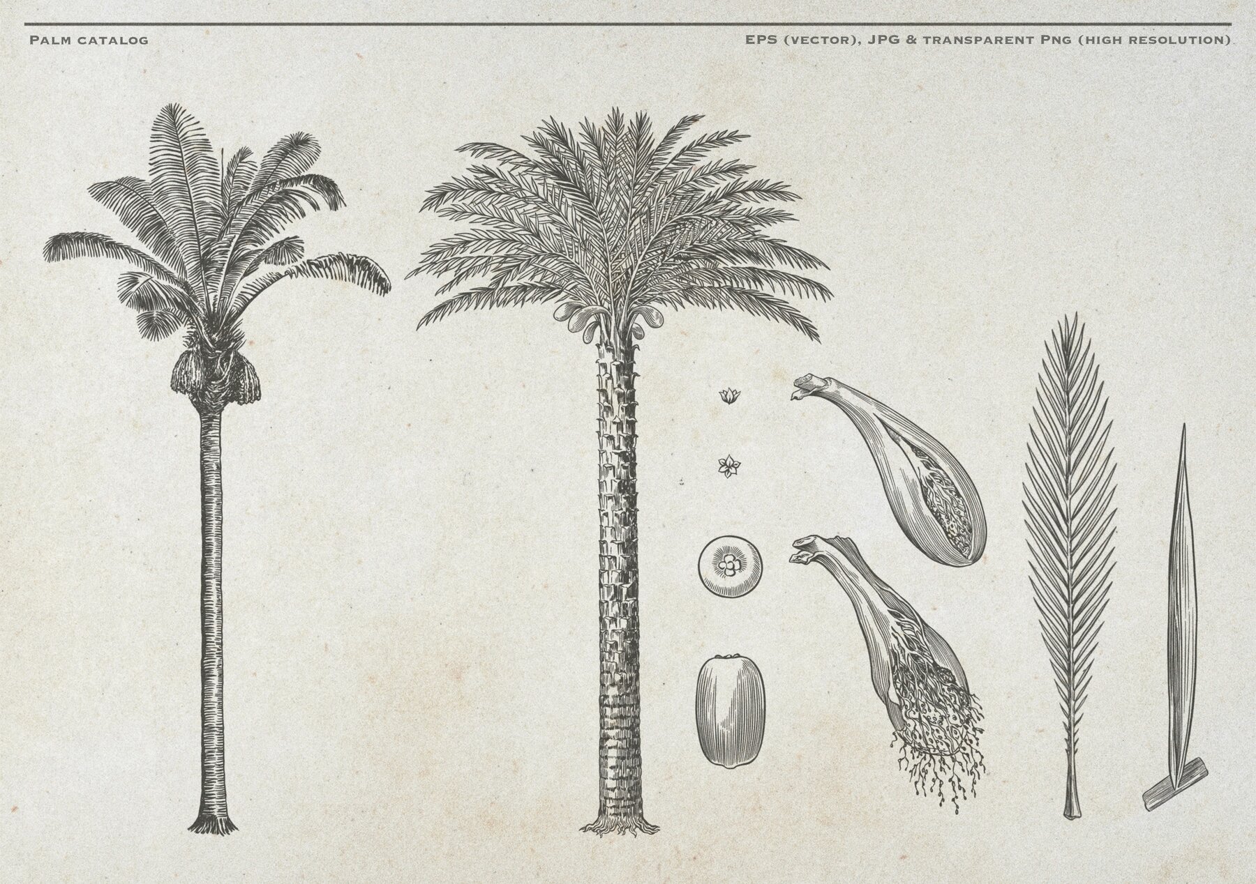 Hand Drawn Palm Tree Vectors 12