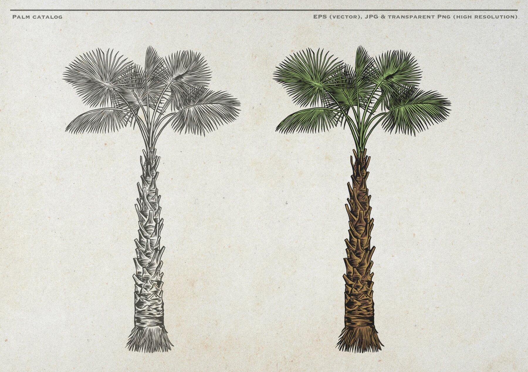 Hand Drawn Palm Tree Vectors 13
