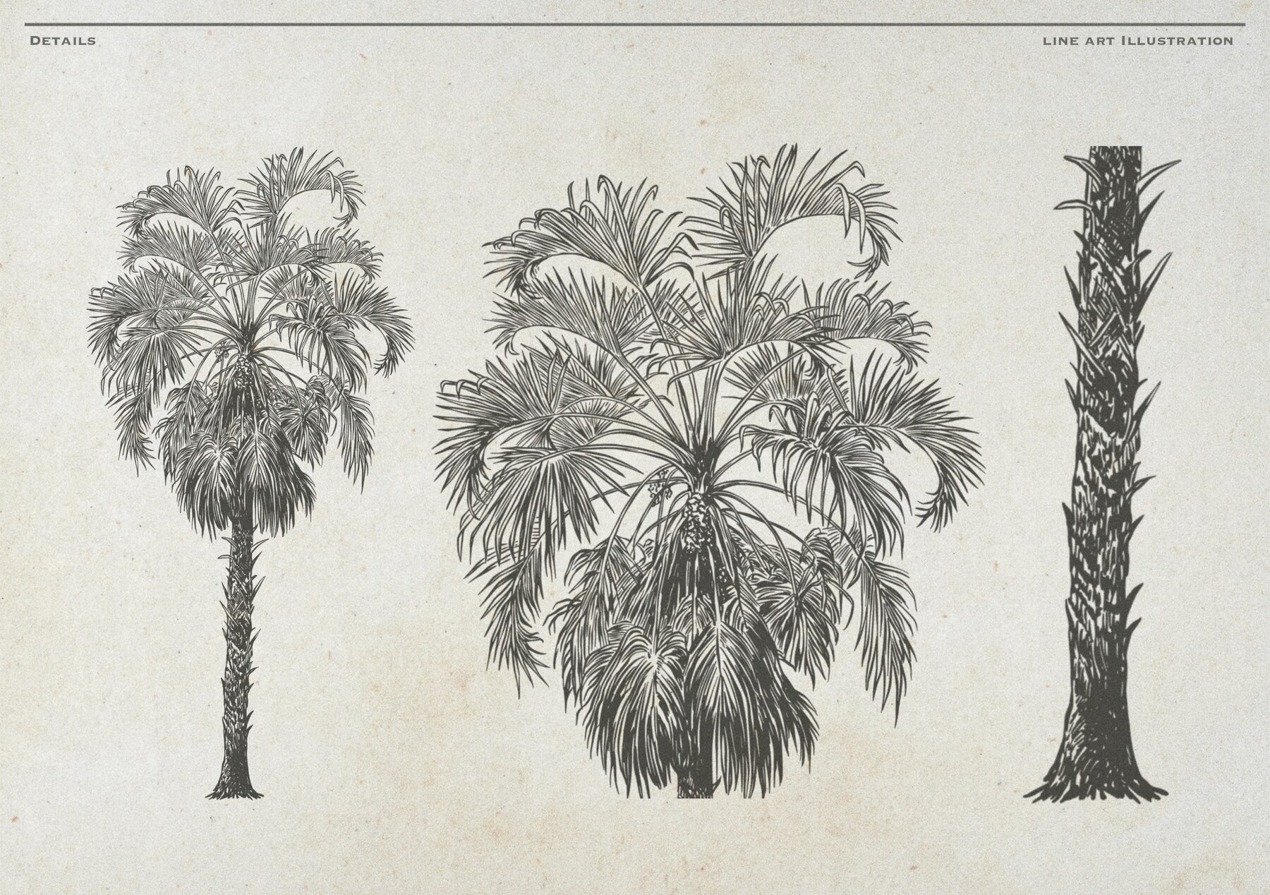 Hand Drawn Palm Tree Vectors 14