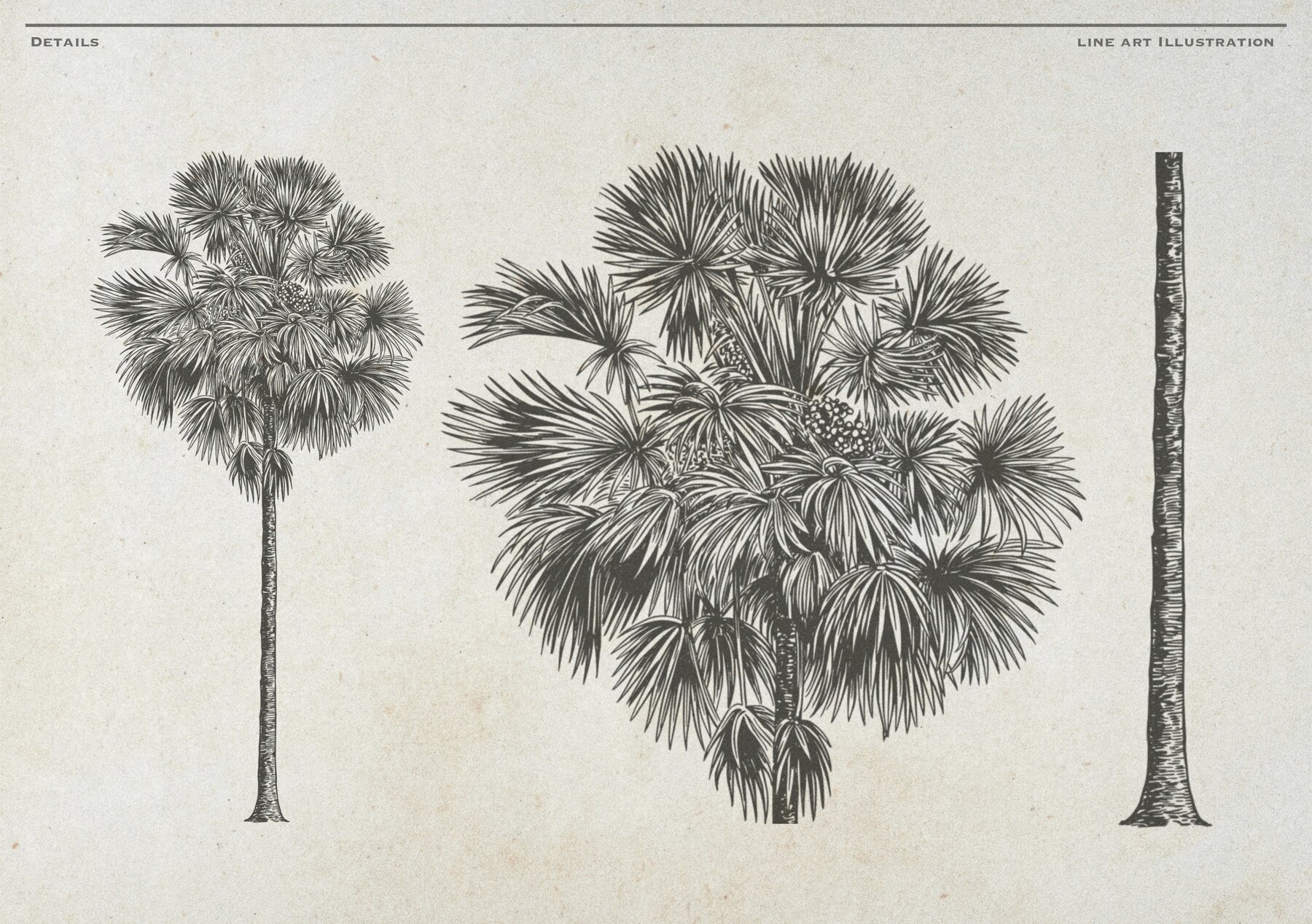 Hand Drawn Palm Tree Vectors 15