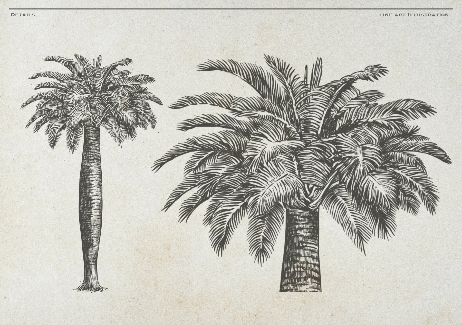 Hand Drawn Palm Tree Vectors 16
