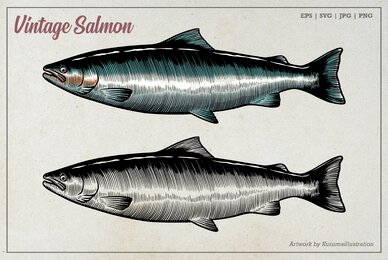 Vintage Salmon Illustration
