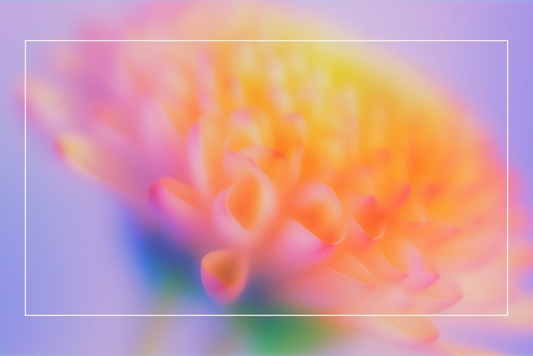 Blurred Floral Ethereal Backgrounds 8