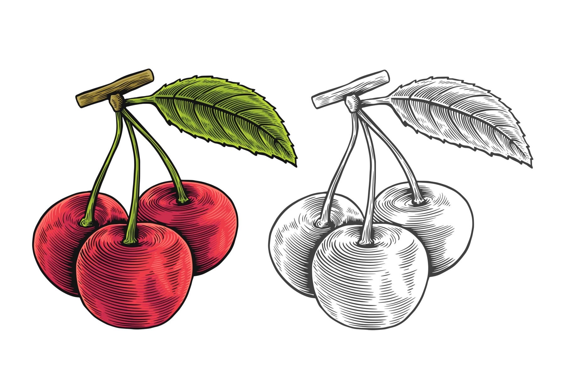 Vintage Cherry Vector Art 3
