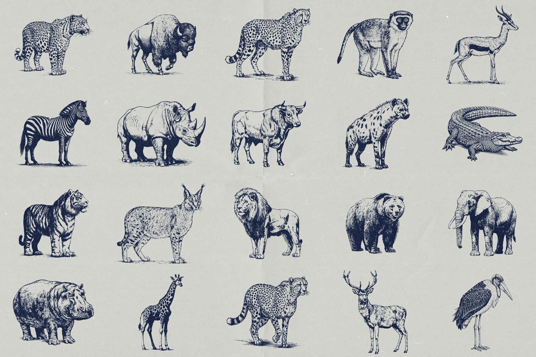 Wild Wonders Safari Illustrations 2