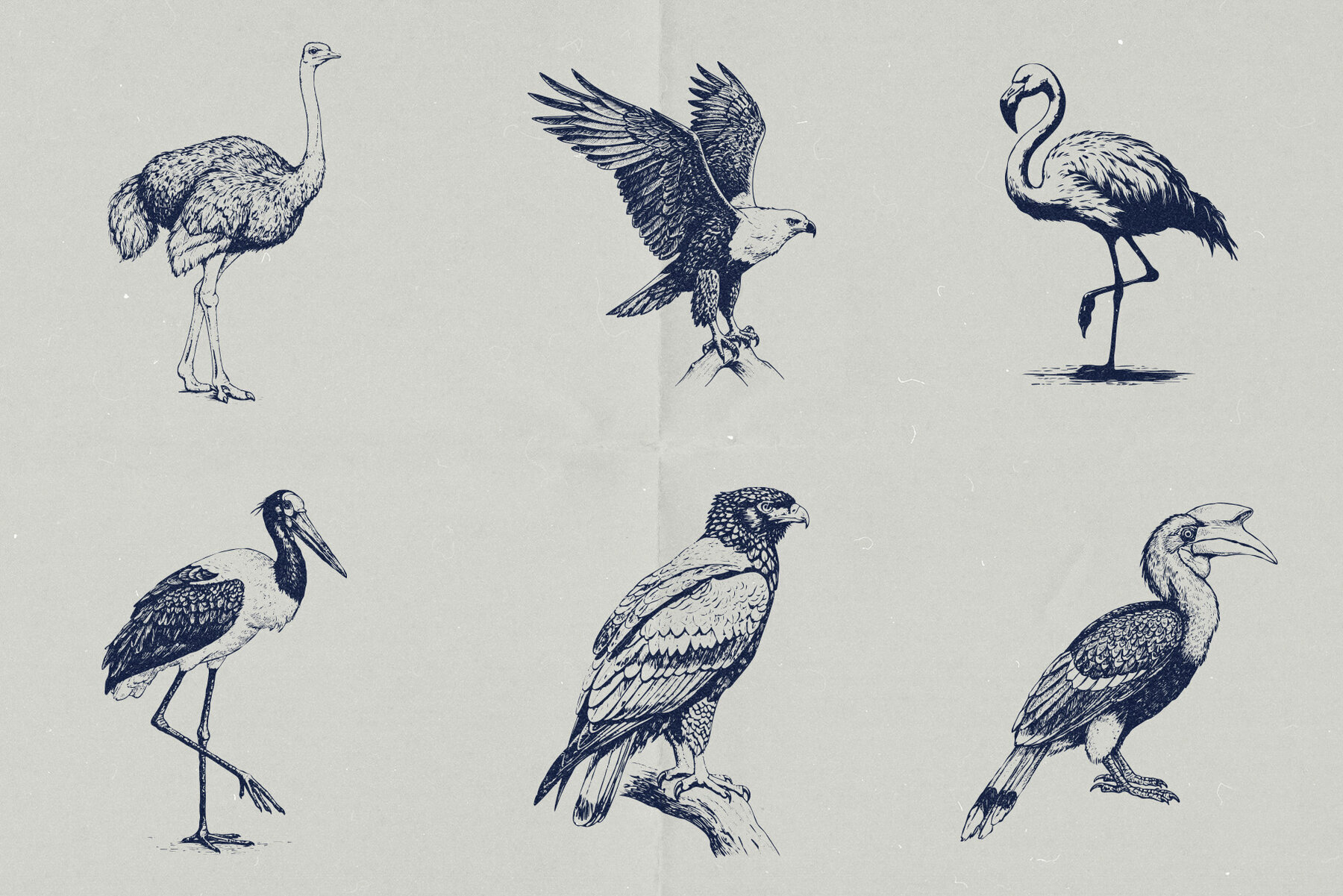 Wild Wonders Safari Illustrations 3