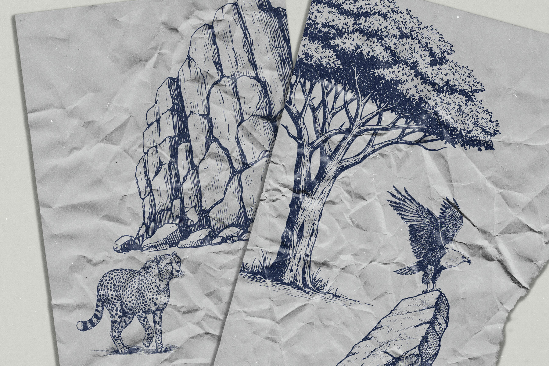 Wild Wonders Safari Illustrations 7