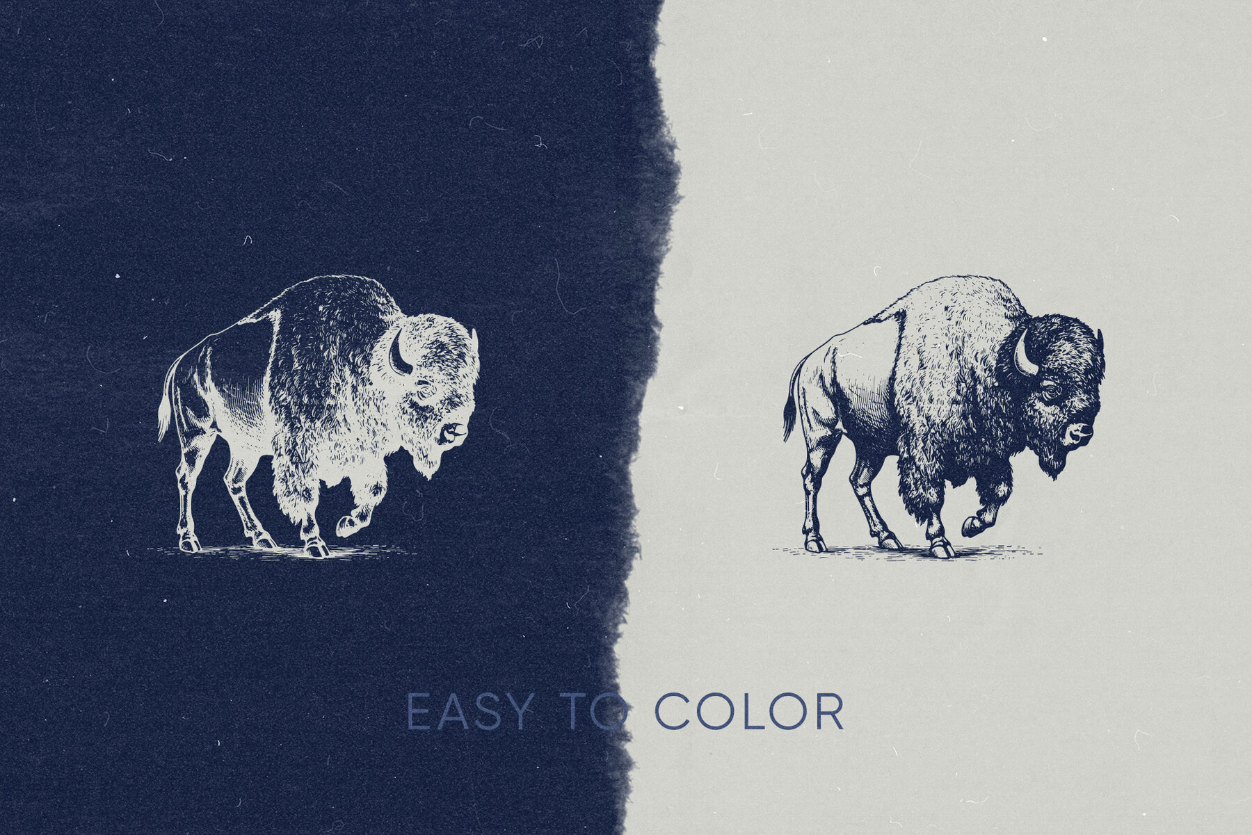 Wild Wonders Safari Illustrations 9