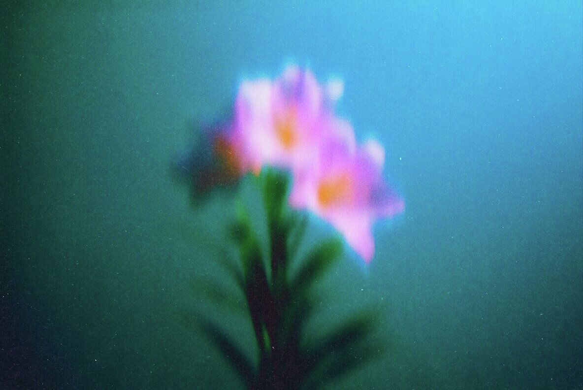 Abstract Blurred Flowers Backgrounds Pack 4