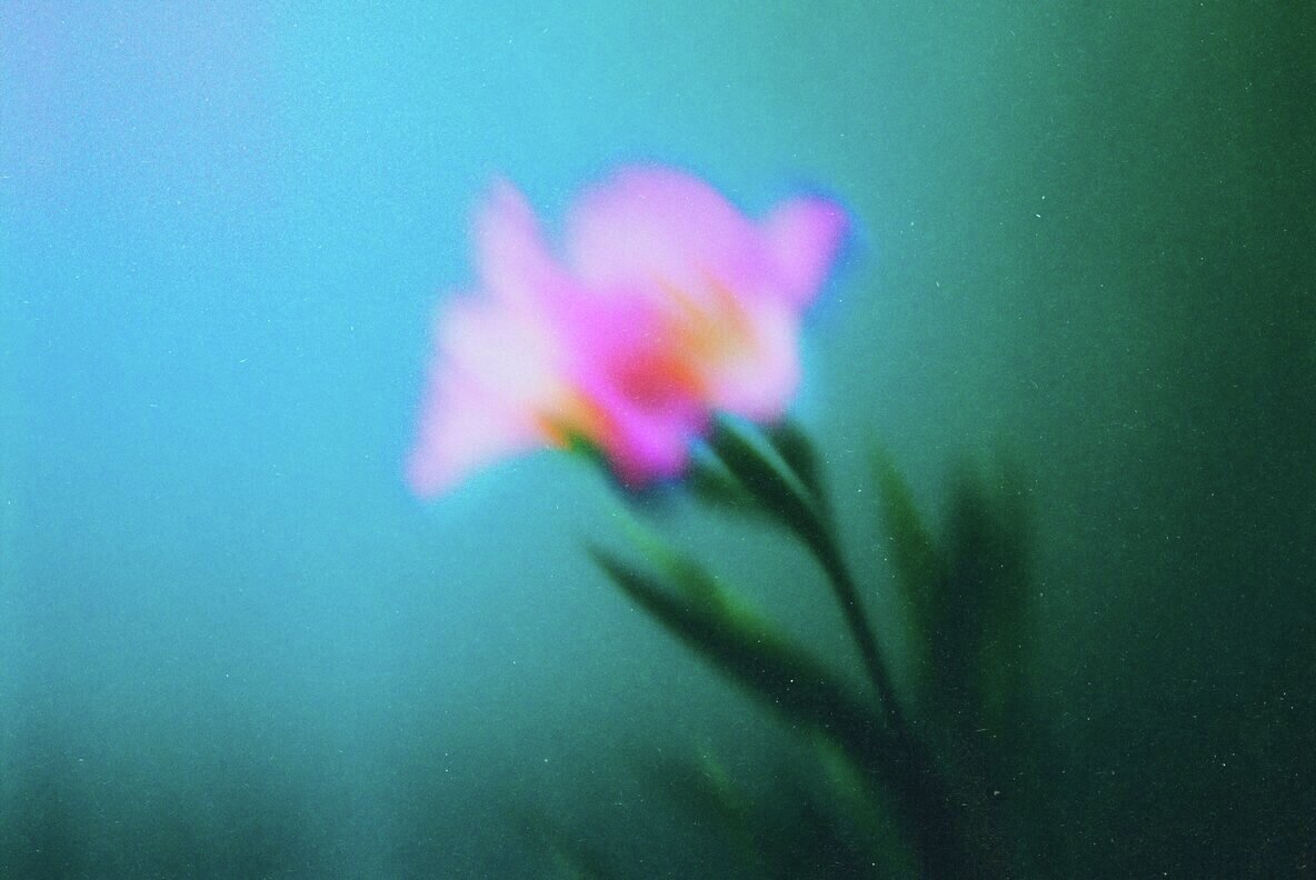 Abstract Blurred Flowers Backgrounds Pack 5