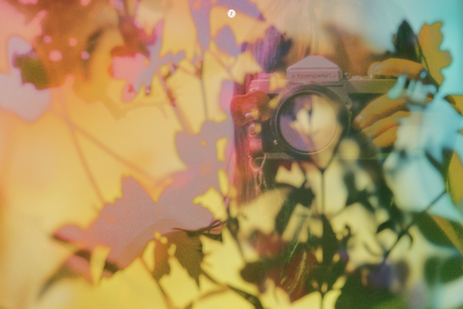 Flowers in Motion Backgrounds and Overlays 4