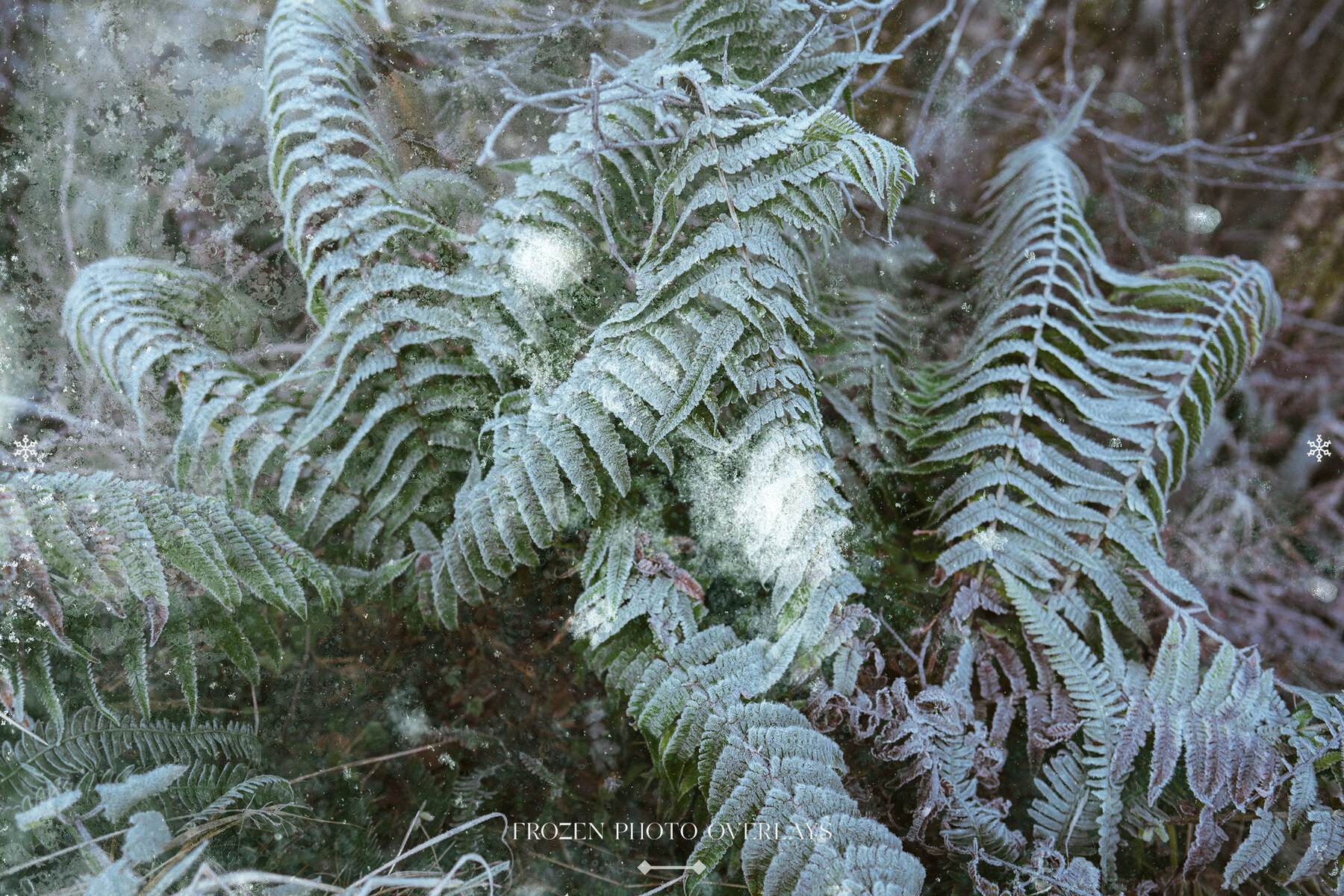 Frozen Photo Overlays 7