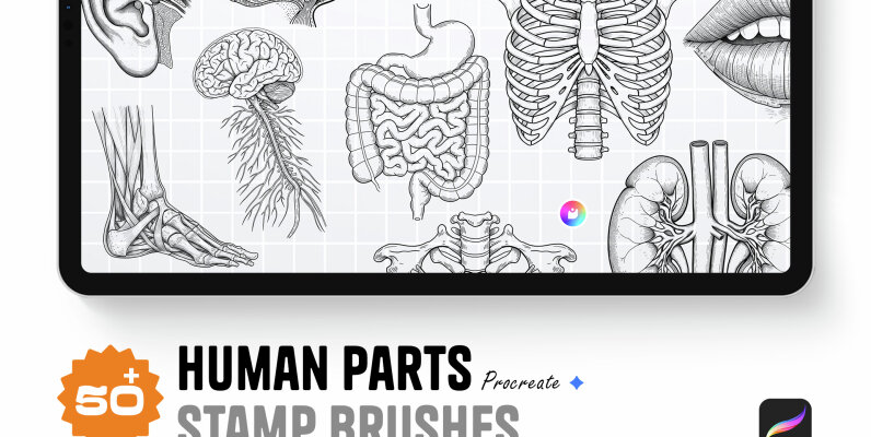 Human Parts   Procreate Stamp Brushes
