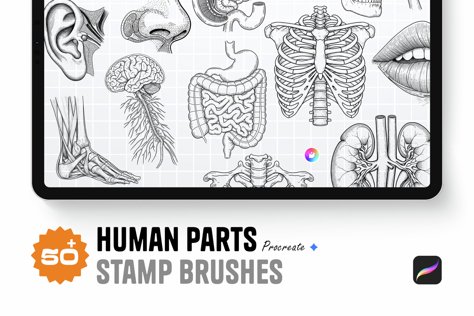 Human Parts   Procreate Stamp Brushes 1