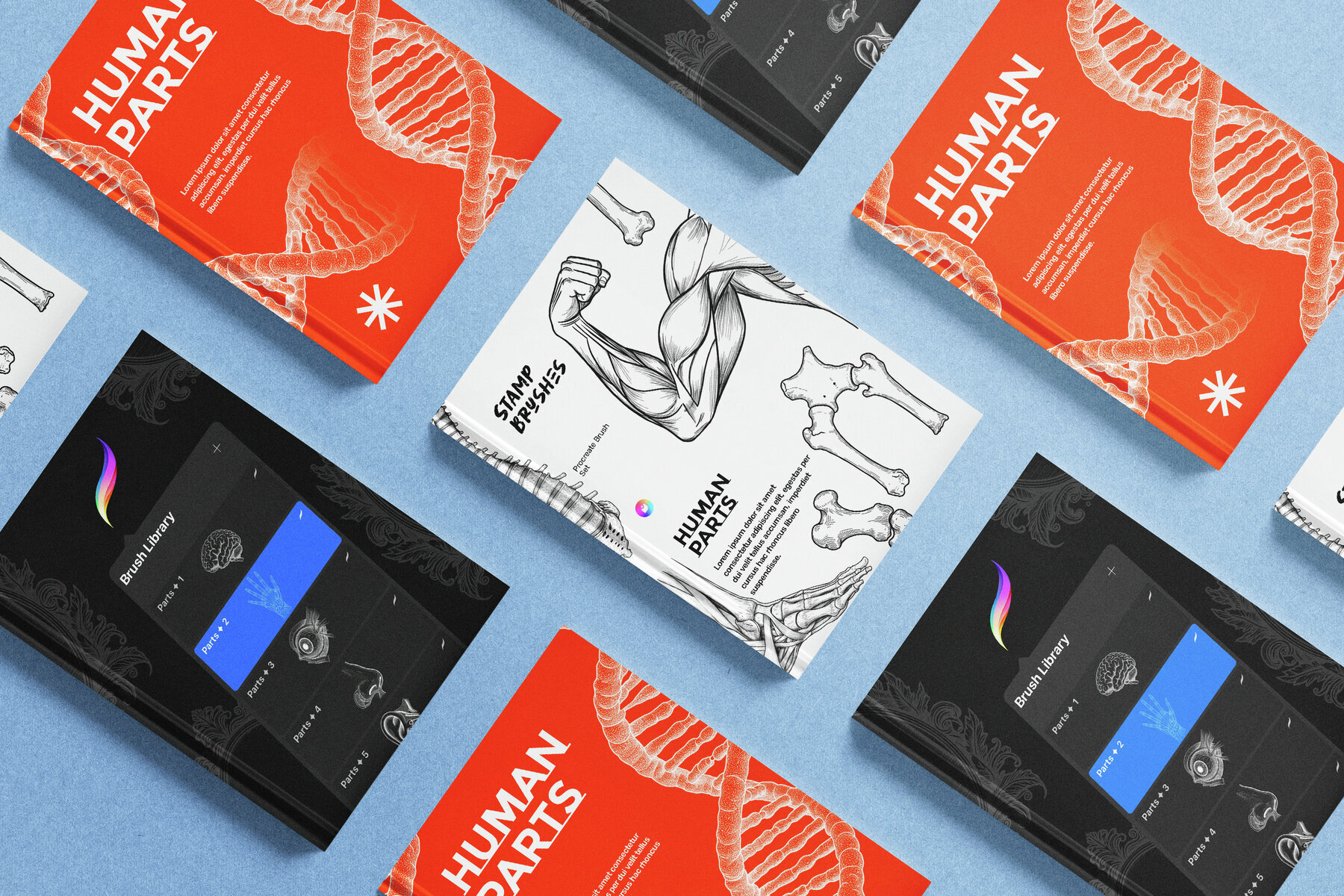 Human Parts   Procreate Stamp Brushes 2