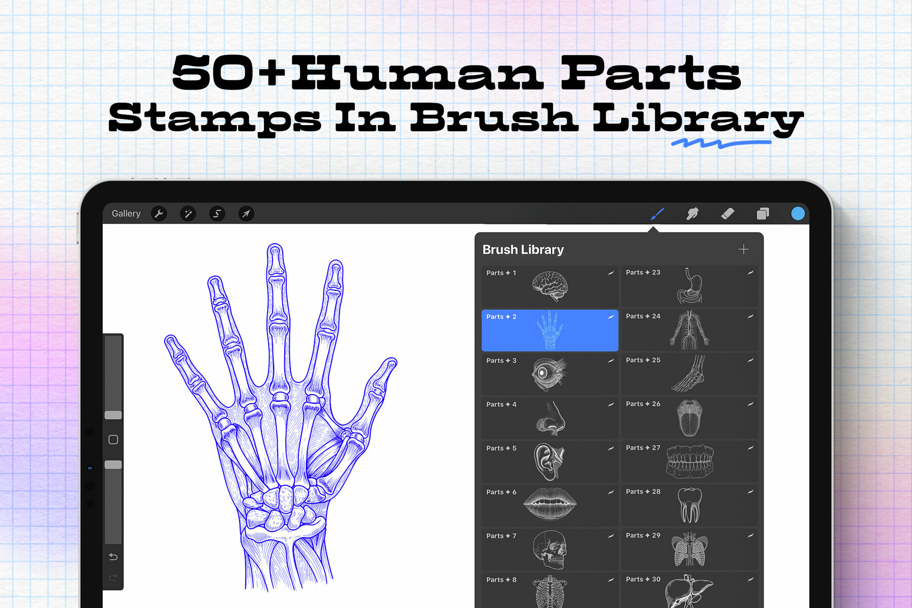 Human Parts   Procreate Stamp Brushes 3