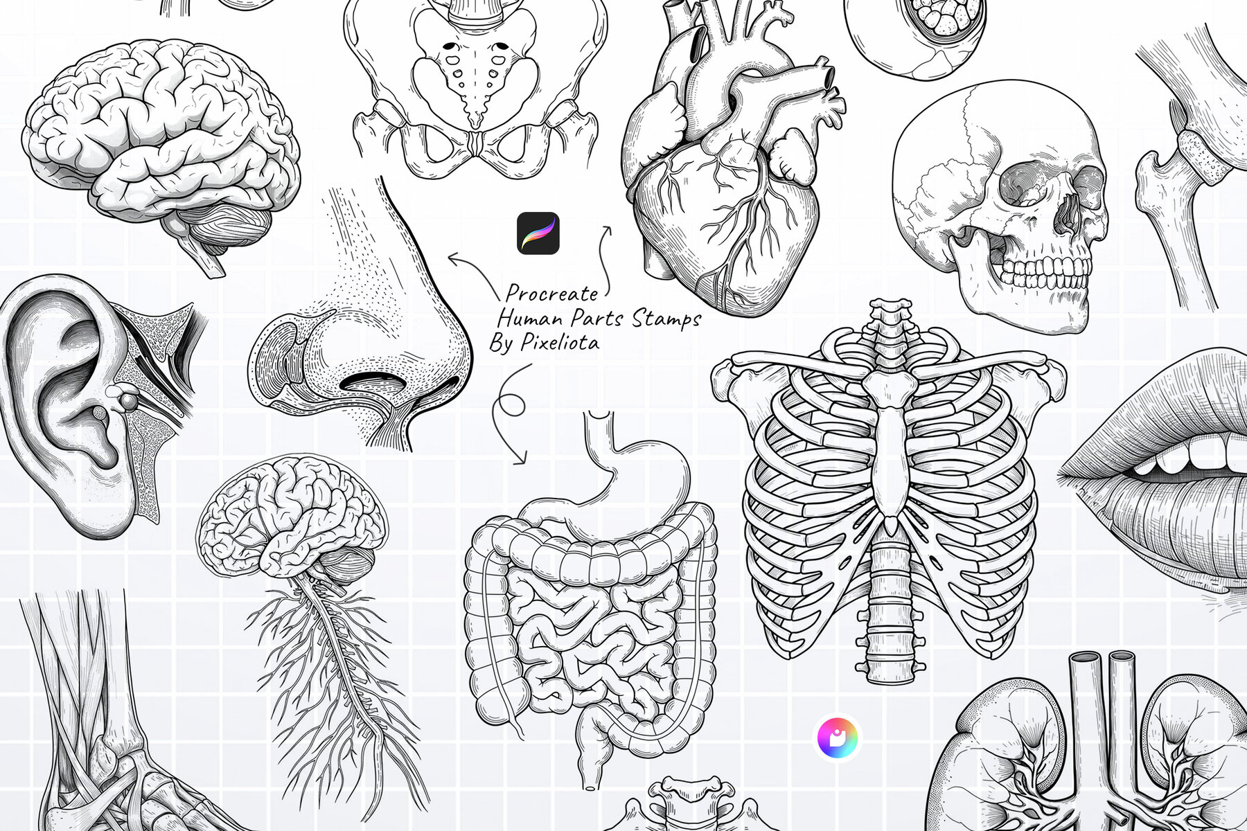 Human Parts   Procreate Stamp Brushes 4