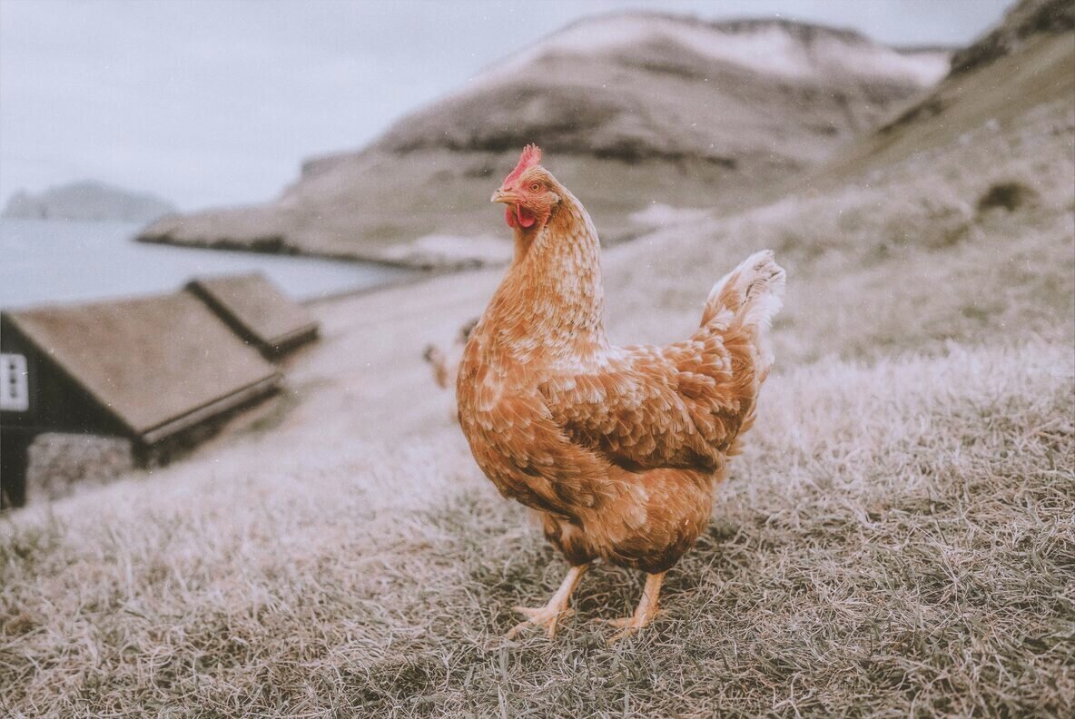 Retro Faded Photo Effect 3