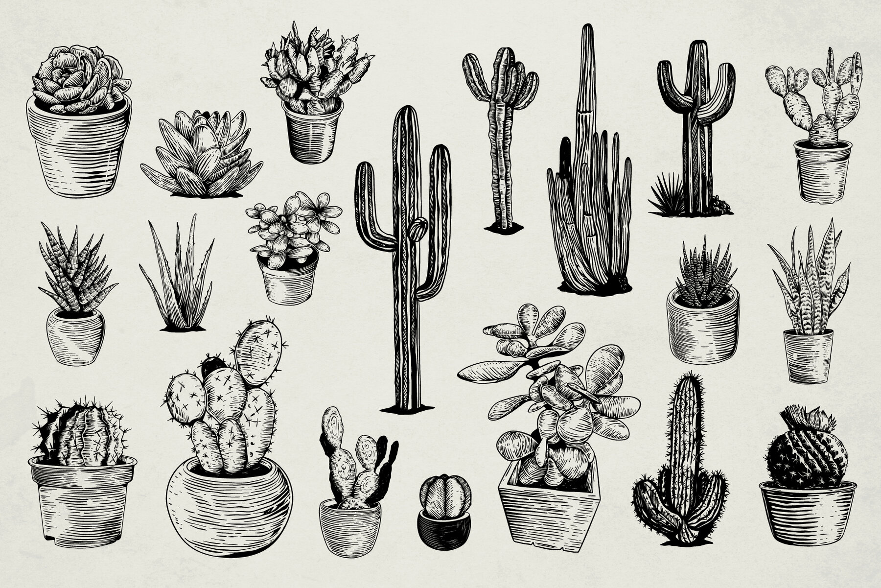 Hand Drawn Succulent Illustration Pack 4
