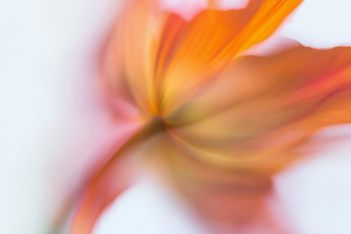 Motion Flowers Ethereal Botanicals 3