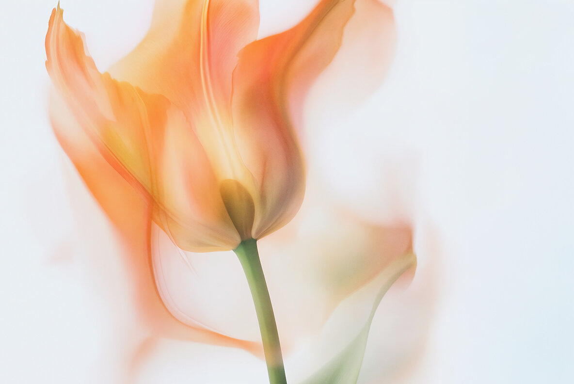 Motion Flowers Ethereal Botanicals 7