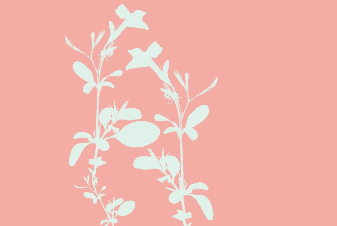 Vector Brush Collection 05 Vector Brush Collection 05