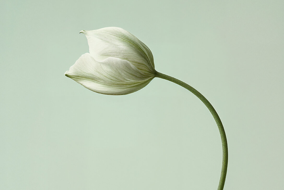 Still Life Flowers 2