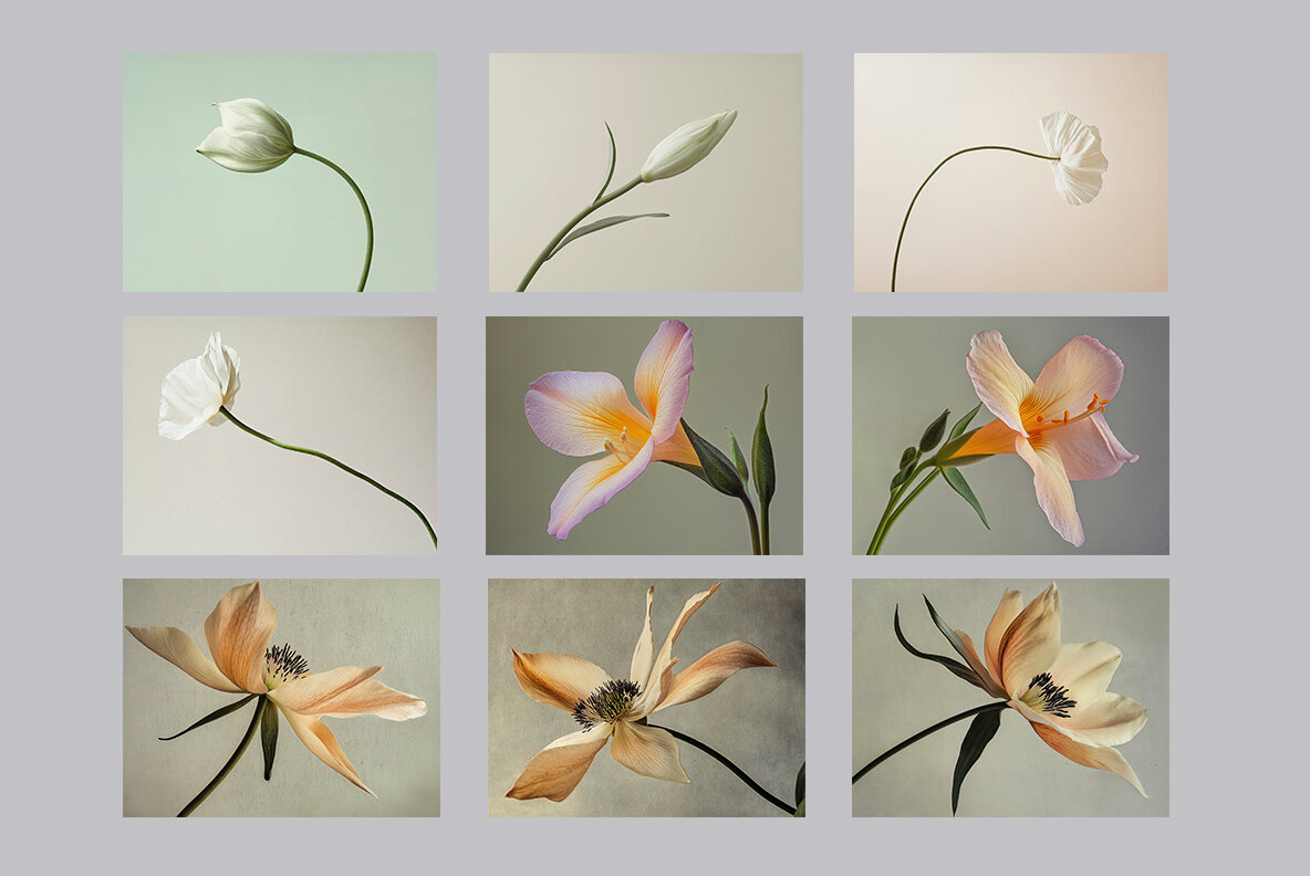 Still Life Flowers 8