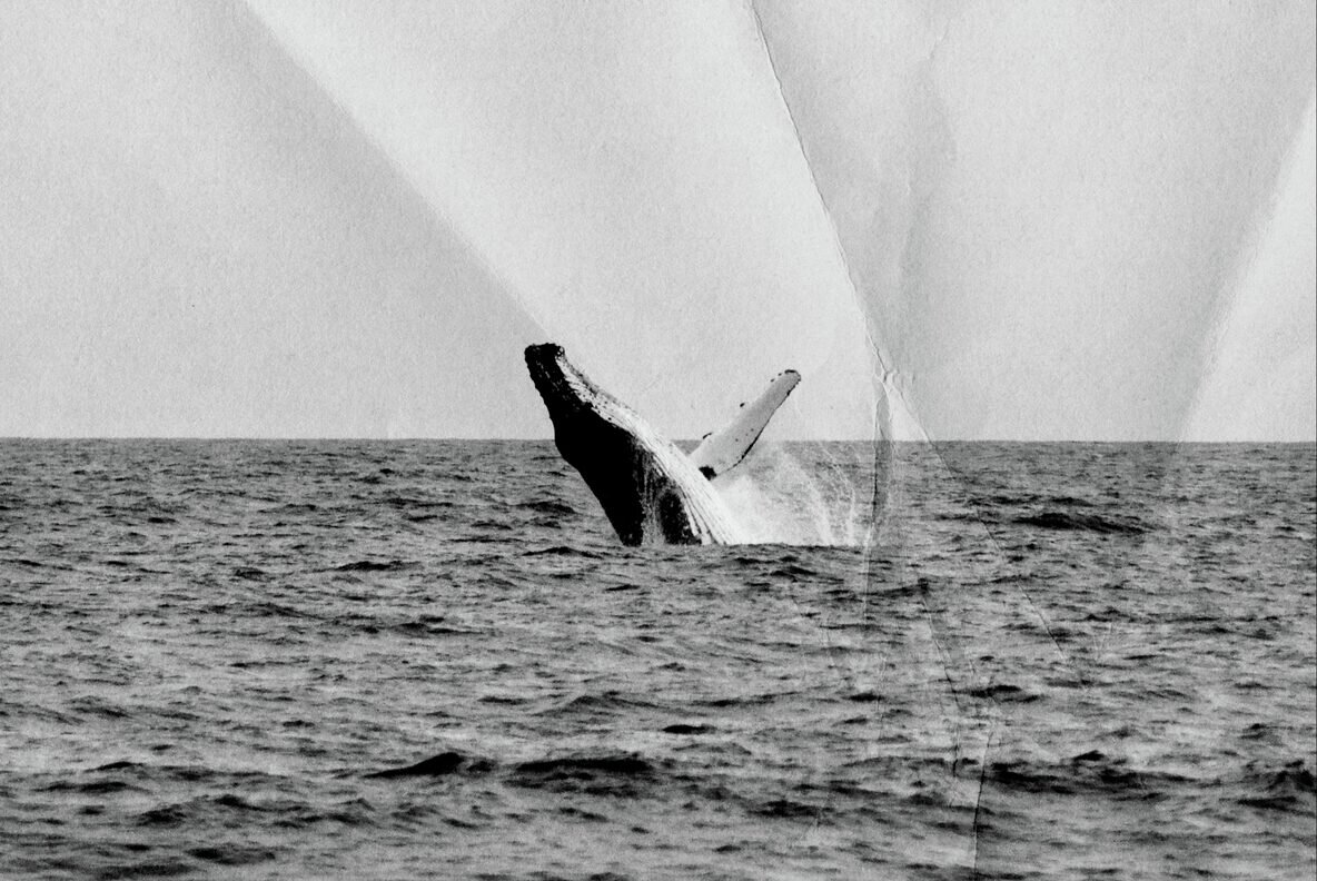 Wrinkled and Folded Papers Collection 4