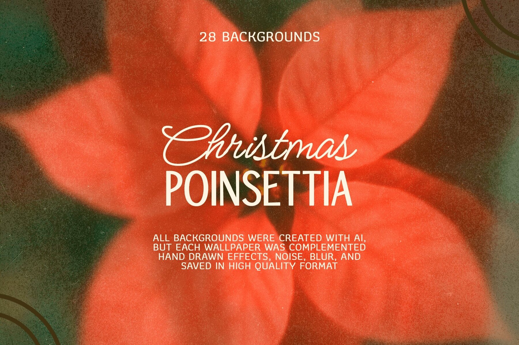 Christmas Poinsettia   Soft Floral backgrounds 1
