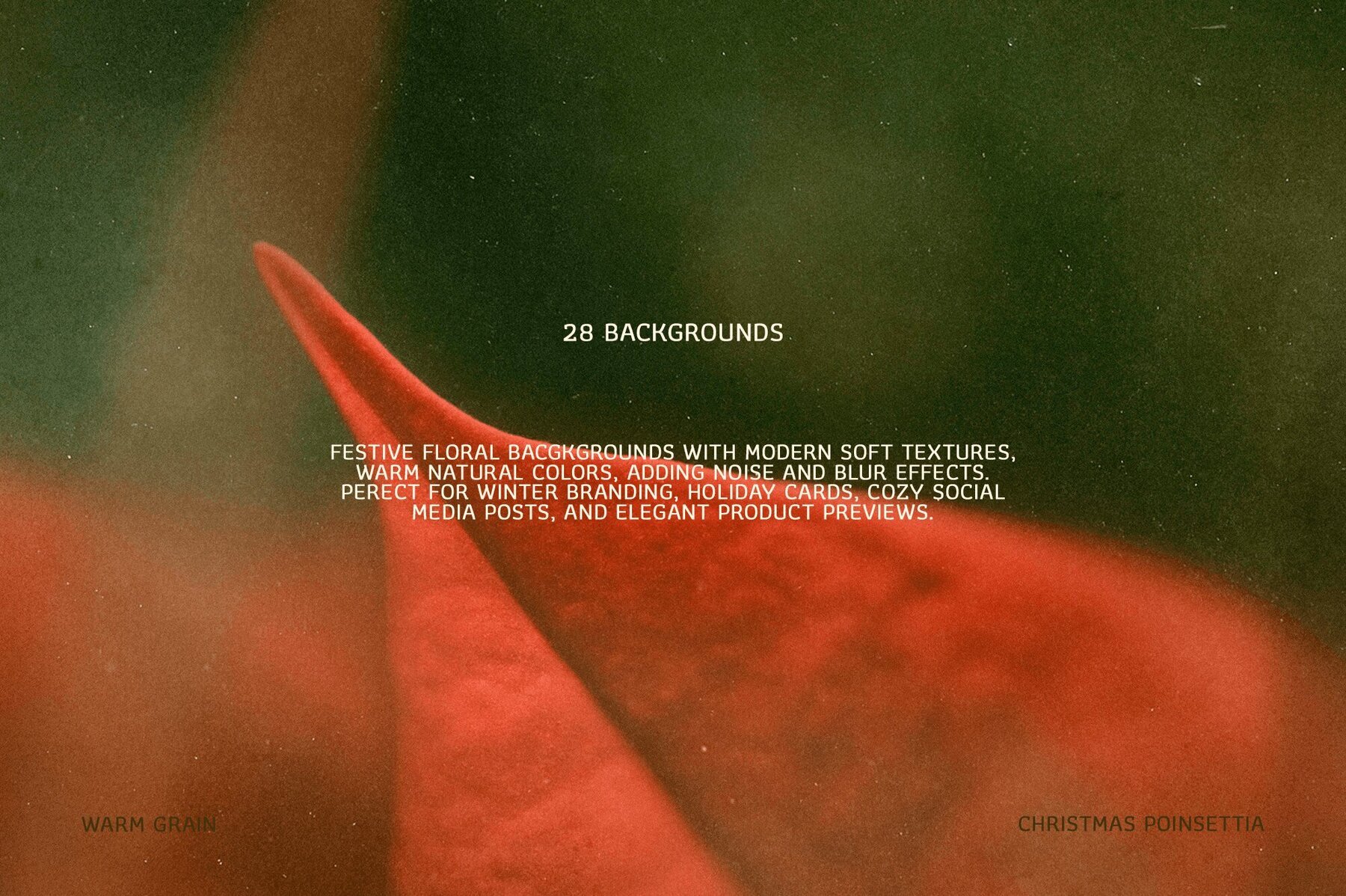 Christmas Poinsettia   Soft Floral backgrounds 2