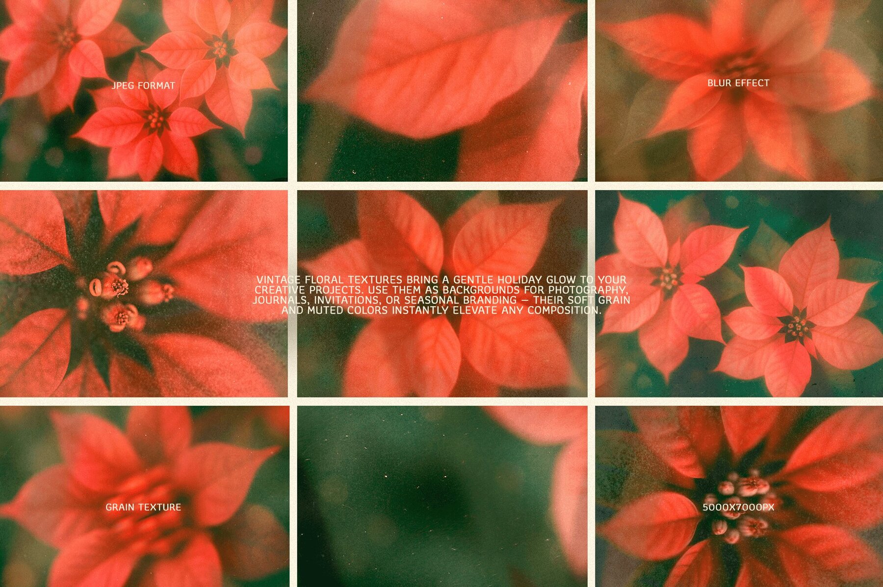Christmas Poinsettia   Soft Floral backgrounds 4