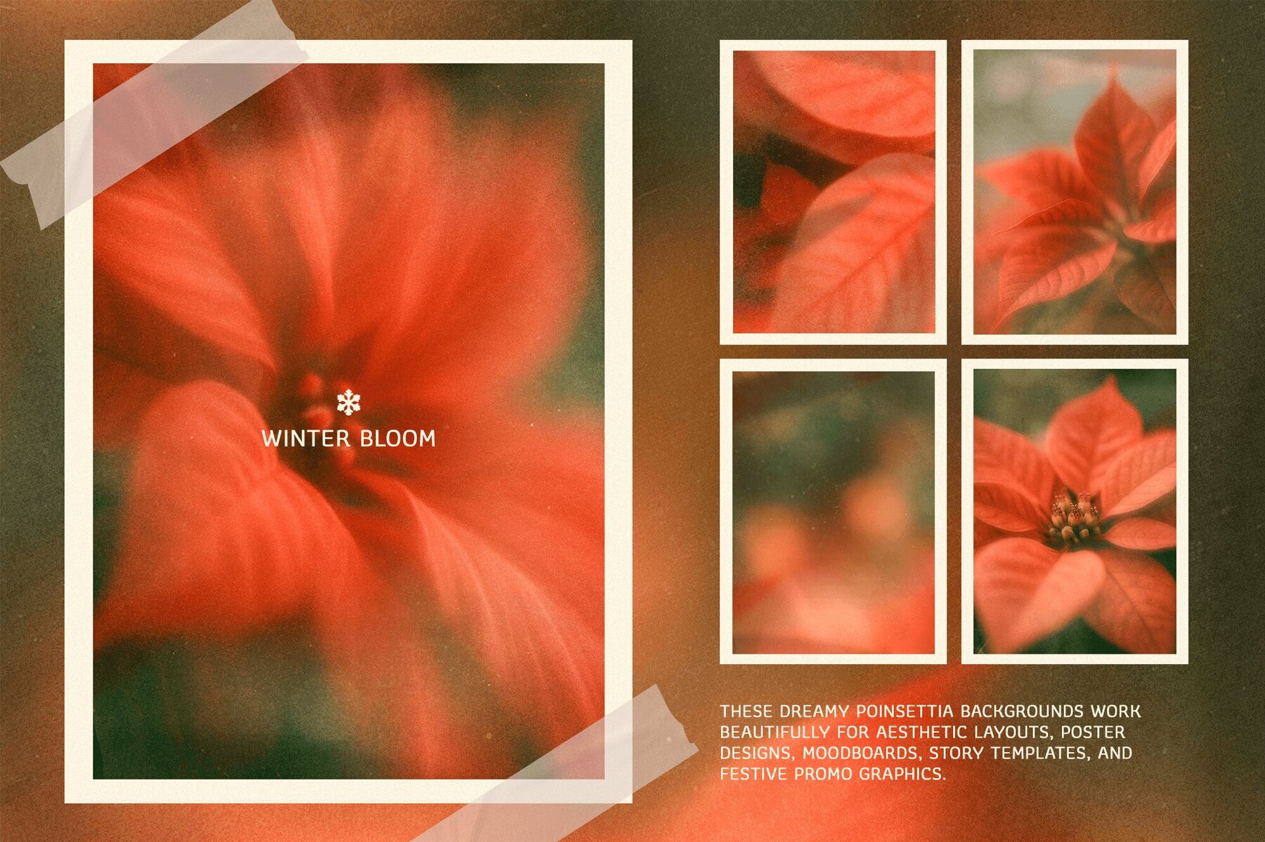 Christmas Poinsettia   Soft Floral backgrounds 6