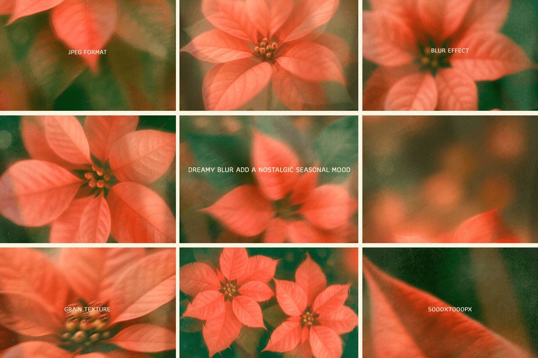 Christmas Poinsettia   Soft Floral backgrounds 7