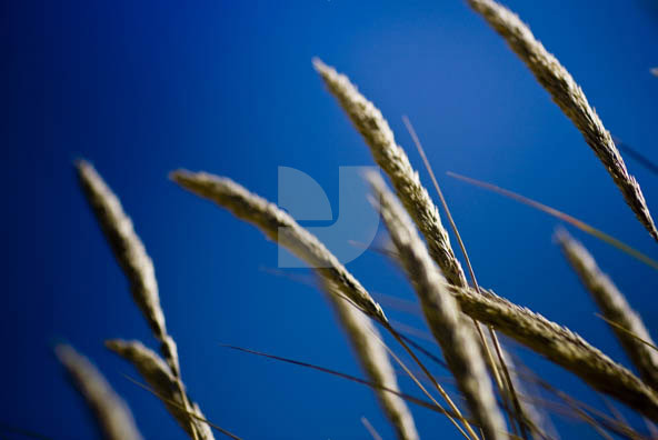 Grass Grass
