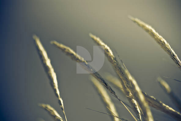 Grass Grass