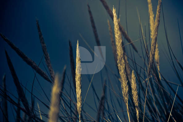 Grass Grass