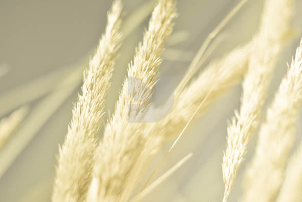 Grass Grass