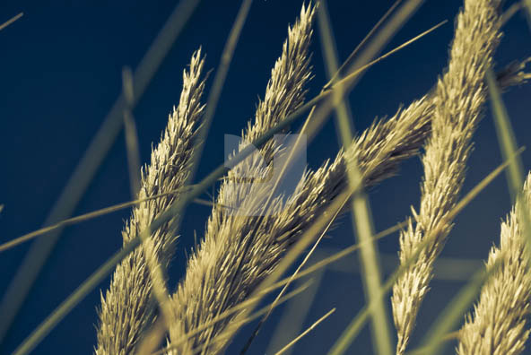 Grass Grass